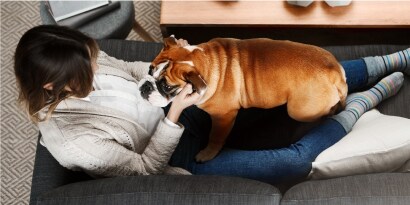 Mujer acostada en un sillón jugando con un perro café con blanco.
